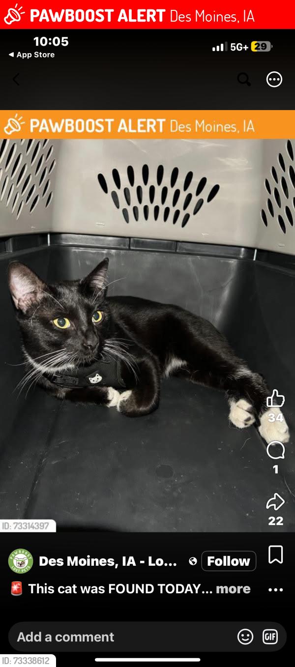 Lost Male Cat last seen 59th street, Des Moines, IA 50322