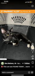 Lost Male Cat last seen 59th street, Des Moines, IA 50322
