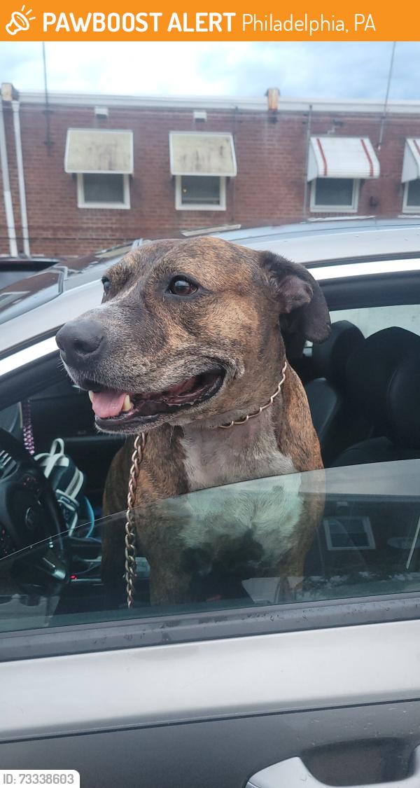 Found/Stray Female Dog last seen Tyson Avenue and Battersby Street, Philadelphia, PA 19149