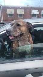 Found/Stray Female Dog last seen Tyson Avenue and Battersby Street, Philadelphia, PA 19149