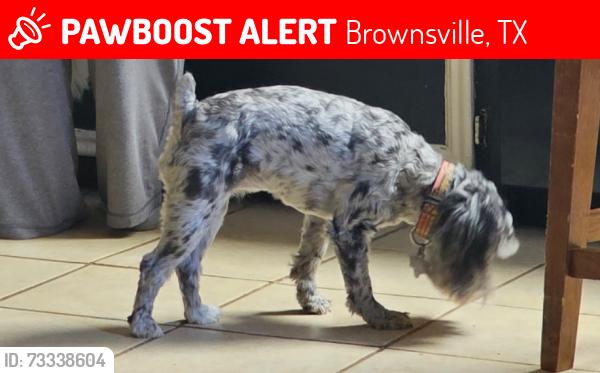 Lost Female Dog last seen Near boca chica brownsville Texas, Brownsville, TX 78521