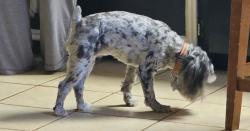 Lost Female Dog last seen Near boca chica brownsville Texas, Brownsville, TX 78521