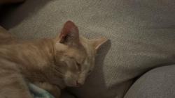 Reunited Male Cat last seen Sevier Ave, Knoxville, TN 37920