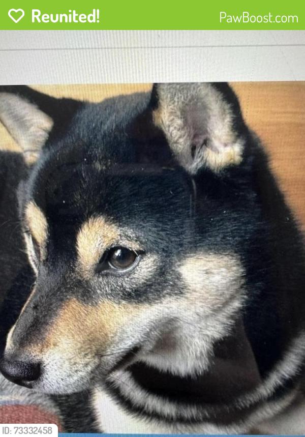 Reunited Male Dog last seen Near pine bluff ct, Chesapeake, VA 23320