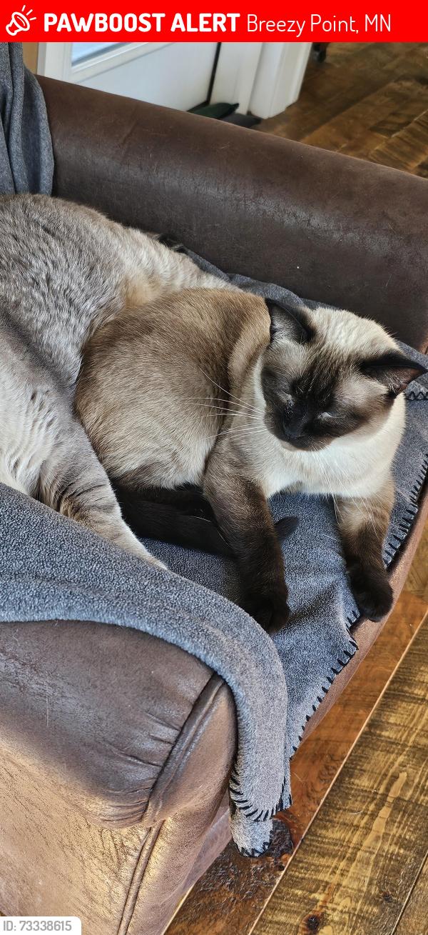 Lost Female Cat last seen Bushman Road, Breezy Point, MN 56472