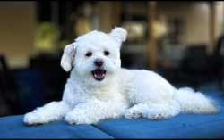 Lost Female Dog last seen Ustach park, Modesto, CA 95355