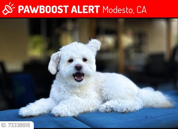 Lost Female Dog last seen Ustach park, Modesto, CA 95355