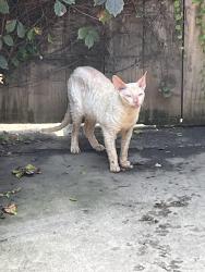 Found/Stray Female Cat last seen Columbia Avenue and Sheridan Road, Chicago, IL 60626