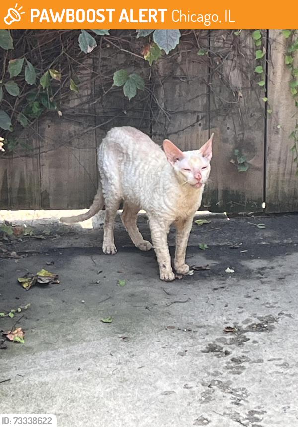 Found/Stray Female Cat last seen Columbia Avenue and Sheridan Road, Chicago, IL 60626