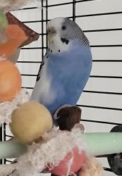 Lost Female Bird last seen San Clemente municipal golf course area, San Clemente, CA 92672