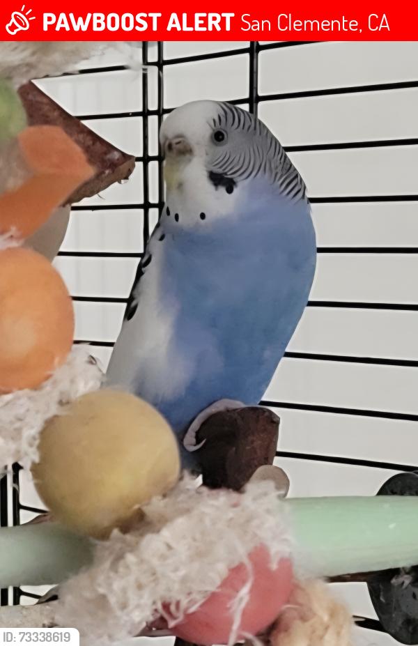 Lost Female Bird last seen San Clemente municipal golf course area, San Clemente, CA 92672