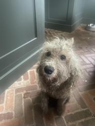 Reunited Female Dog last seen Slack & Woodhill Roads, Doylestown Lea, Newtown, PA 18940