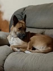 Reunited Male Dog last seen Daniel boone trail, Roanoke road, Belle shoals pickens sc, Pickens County, SC 29671