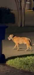 Found/Stray Unknown Dog last seen Jenada Isle neighborhood, Wilton Manors, Wilton Manors, FL 33311