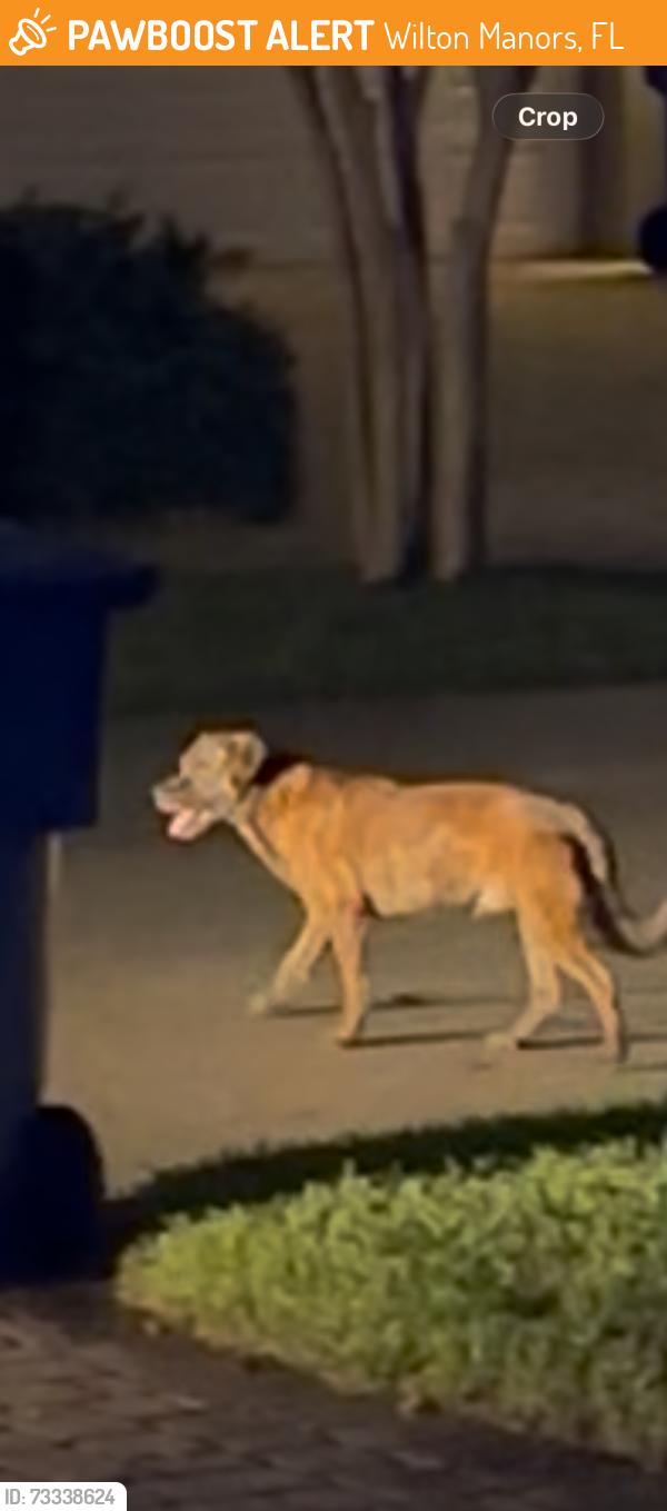 Found/Stray Unknown Dog last seen Jenada Isle neighborhood, Wilton Manors, Wilton Manors, FL 33311