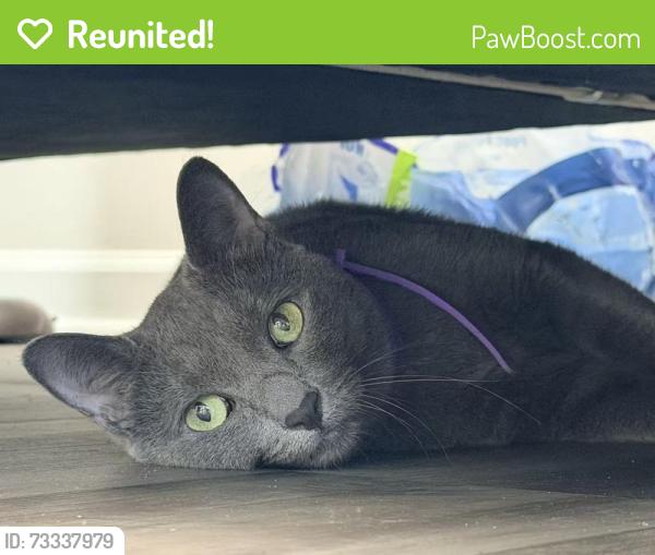 Reunited Female Cat last seen Lennar Sagecroft Community, Graham, NC 27253