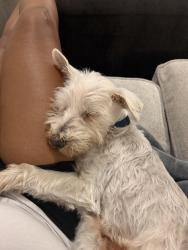 Reunited Male Dog last seen Circle K, N Tryon St, Charlotte, NC 28213