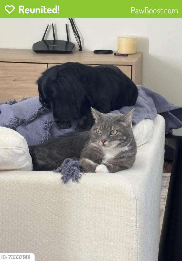 Reunited Female Cat last seen thorn reservoir, El Paso, TX 79912