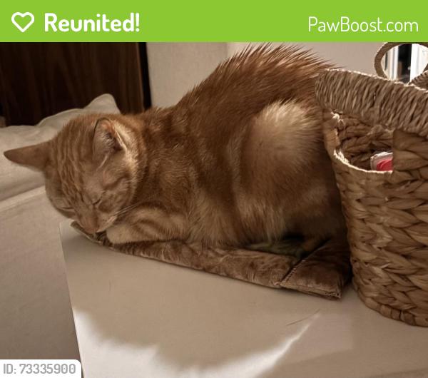 Reunited Female Cat last seen Tomball Cemetery Rd & Pine Country Blvd, Tomball, TX 77377