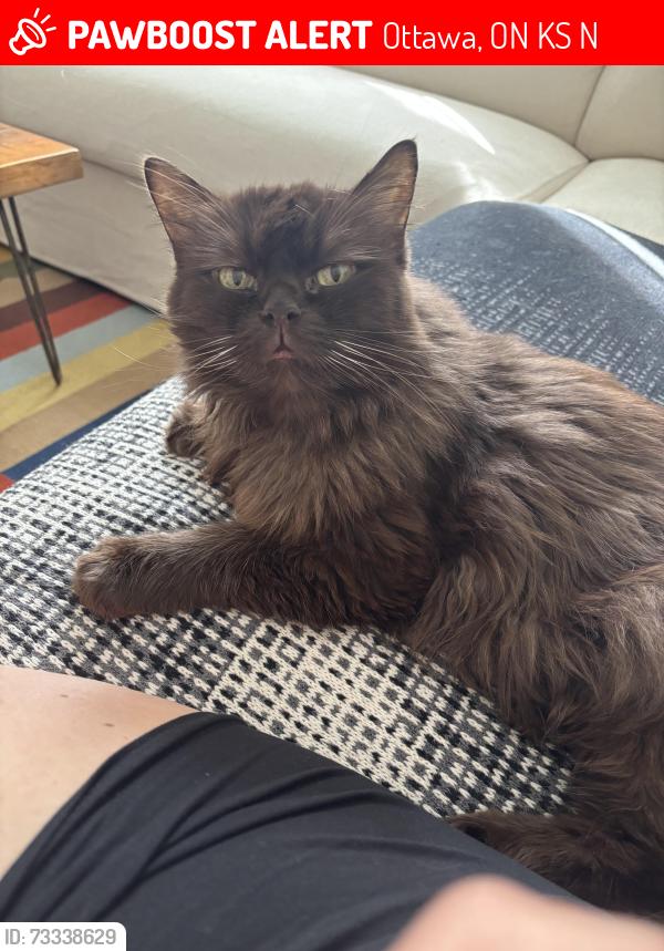 Lost Male Cat last seen Fifth and Percy, Ottawa, ON K1S 2N1
