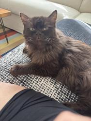 Lost Male Cat last seen Fifth and Percy, Ottawa, ON K1S 2N1