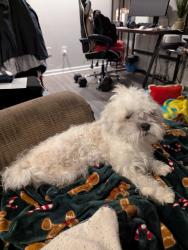 Found/Stray Male Dog last seen Chopin Park, Chicago, IL 60641