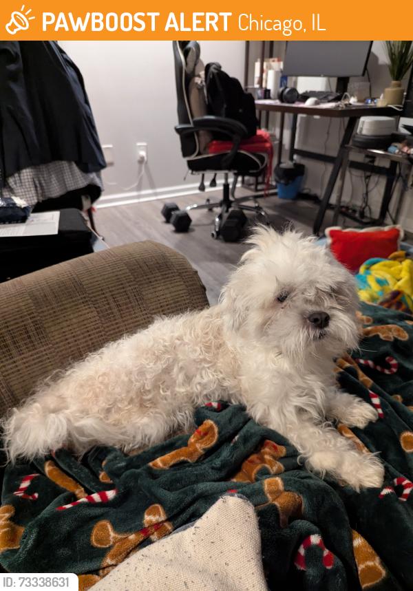 Found/Stray Male Dog last seen Chopin Park, Chicago, IL 60641