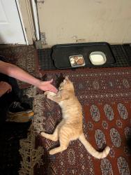 Found/Stray Male Cat last seen Samuelson Rd, Kingston, IL 60145