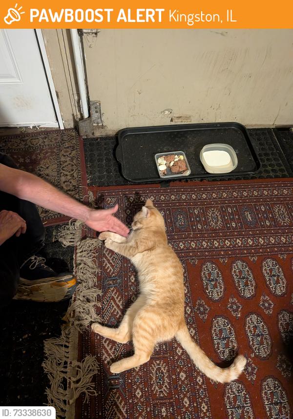 Found/Stray Male Cat last seen Samuelson Rd, Kingston, IL 60145