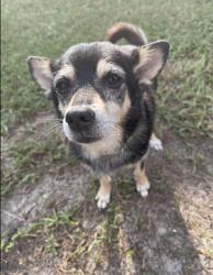 Lost Male Dog last seen Sherron Road Durham, Durham, NC 27703