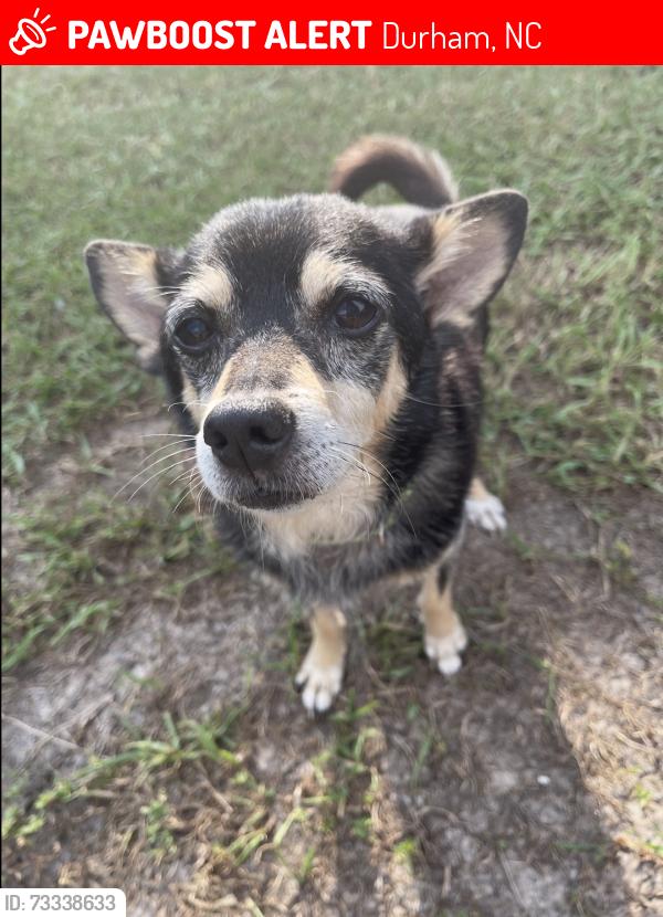 Lost Male Dog last seen Sherron Road Durham, Durham, NC 27703