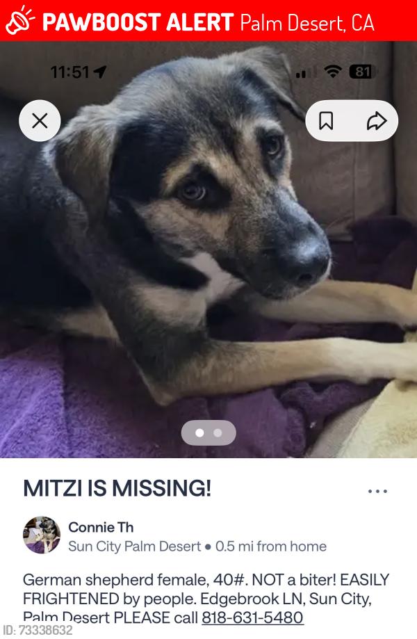 Lost Female Dog last seen Brandywine and Edgebrook, Palm Desert, CA 92211
