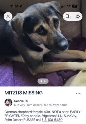 Lost Female Dog last seen Brandywine and Edgebrook, Palm Desert, CA 92211