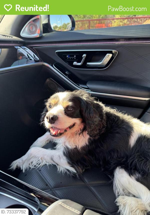 Reunited Male Dog last seen Between White Chapel and Carol on East of Road, Southlake, TX 76092