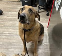 Shelter Stray Male Dog last seen Near N Brooks Street, Oceanside, CA, 92054, Oceanside, CA 92058, USA