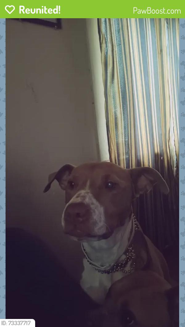 Reunited Female Dog last seen Off the top barber shop, Waco, TX 76711