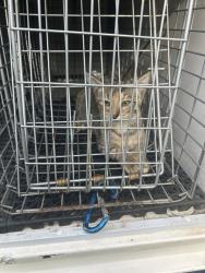 Shelter Stray Unknown Cat last seen Near Rose Marie Avenue, VIRGINIA BEACH, VA, 23462, 341 S Birdneck Rd, Virginia Beach, VA 23451, USA
