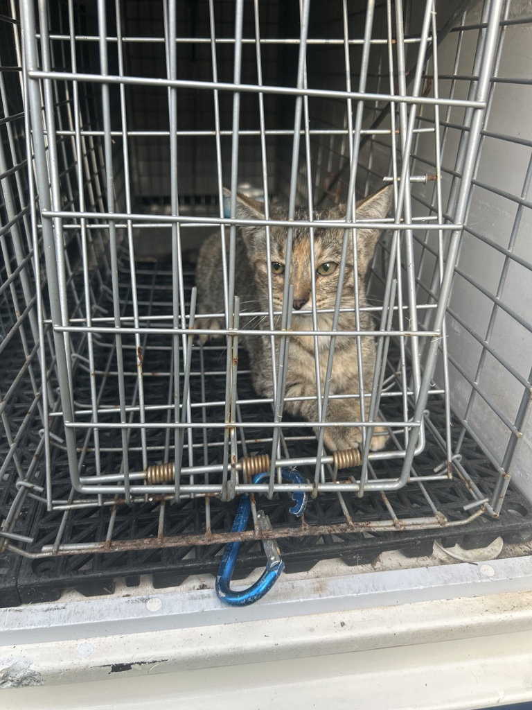 Shelter Stray Unknown Cat last seen Near Rose Marie Avenue, VIRGINIA BEACH, VA, 23462, 341 S Birdneck Rd, Virginia Beach, VA 23451, USA