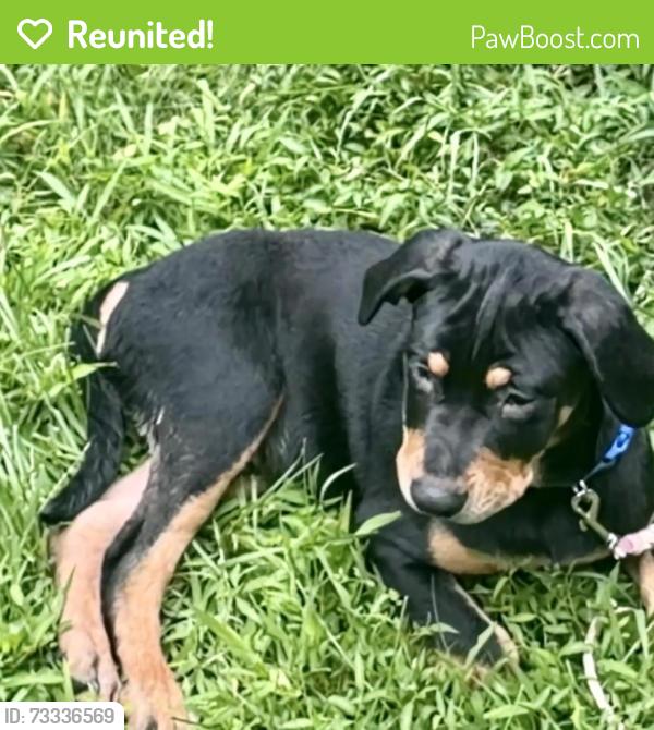 Reunited Female Dog last seen RT 16 and olde Flatbrook rd east Hampton CT, East Hampton, CT 06424