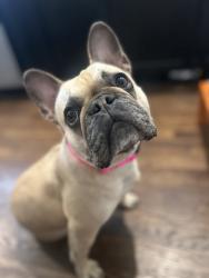 Reunited Female Dog last seen Near E Muir Ave, Hazel Park, MI 48030, USA, Hazel Park, MI 48030