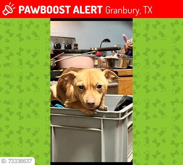Lost Male Dog last seen Oak Trail Shores, Granbury, TX 76048