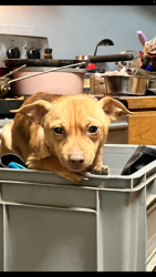 Lost Male Dog last seen Oak Trail Shores, Granbury, TX 76048