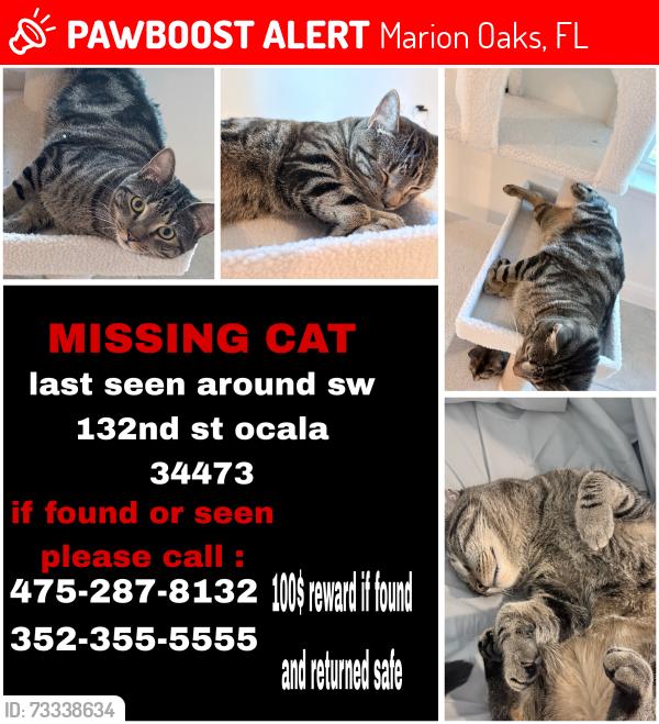 Lost Male Cat last seen Sw 132nd st and 67th st, Marion Oaks, FL 34473