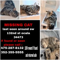 Lost Male Cat last seen Sw 132nd st and 67th st, Marion Oaks, FL 34473