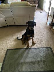 Found/Stray Female Dog last seen Summerville road, Antioch, CA 94509
