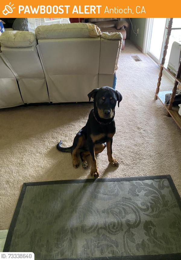 Found/Stray Female Dog last seen Summerville road, Antioch, CA 94509