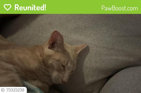 Reunited Male Cat last seen Sevier Ave, Knoxville, TN 37920