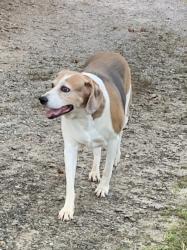 Reunited Female Dog last seen Lake Tomahawk Park, Black Mountain, NC, Black Mountain, NC 28711