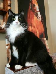 Lost Male Cat last seen 13th & Prairie Creek, Andover, KS 67002