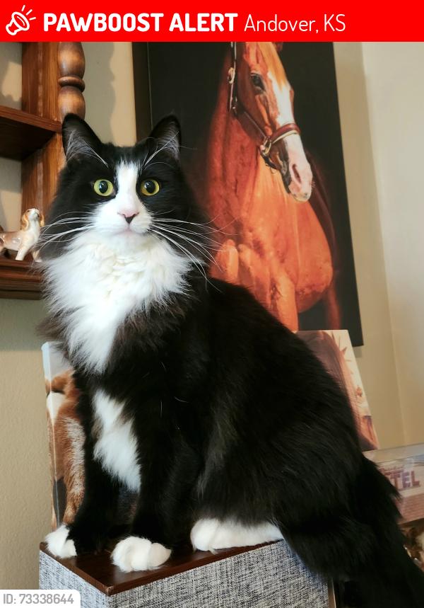 Lost Male Cat last seen 13th & Prairie Creek, Andover, KS 67002